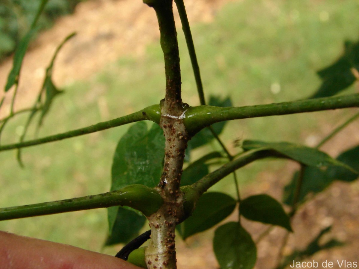 Millingtonia hortensis L.f.